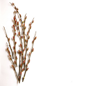 褪色柳芽作为象征着春天的开始图片