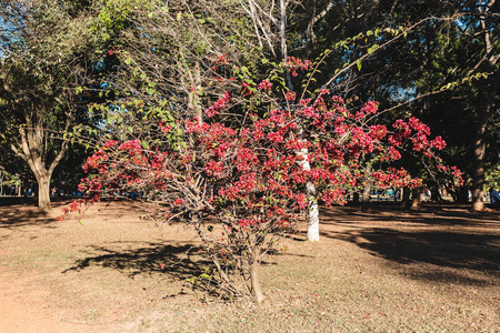 巴西圣保罗ibirapuera公园巴西