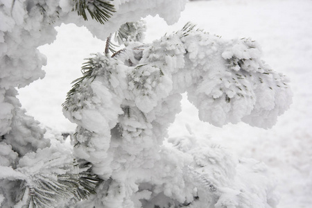 松针覆盖在雪里