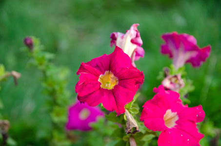 在城市公园的花坛上挂鲜花