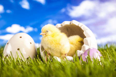 复活节小鸡在春天里
