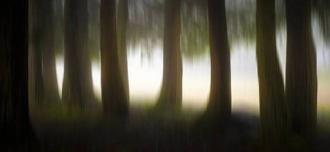 抽象林业模糊的树背景图片
