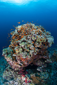 珊瑚生活潜水苏丹矿井红海 safari