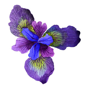 水彩鸢尾花图片