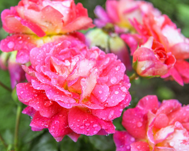 在花园里玫瑰上的雨滴