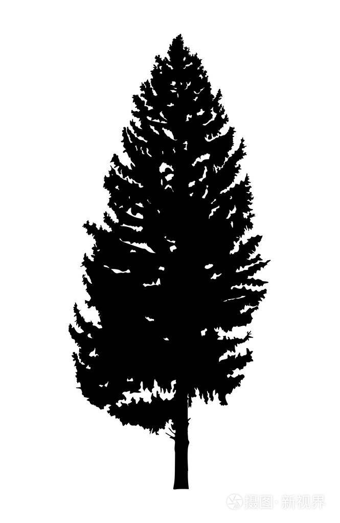 松树的剪影