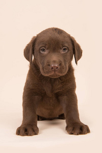 巧克力棕色拉布拉多小狗坐在灰褐色的背景