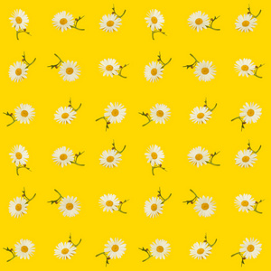 可爱的无缝摄影花卉图案，在黄色背景上的雏菊