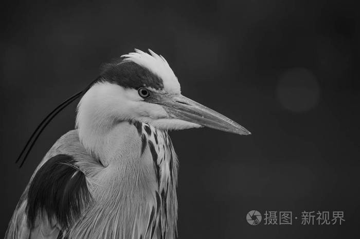苍鹭在黑色和白色