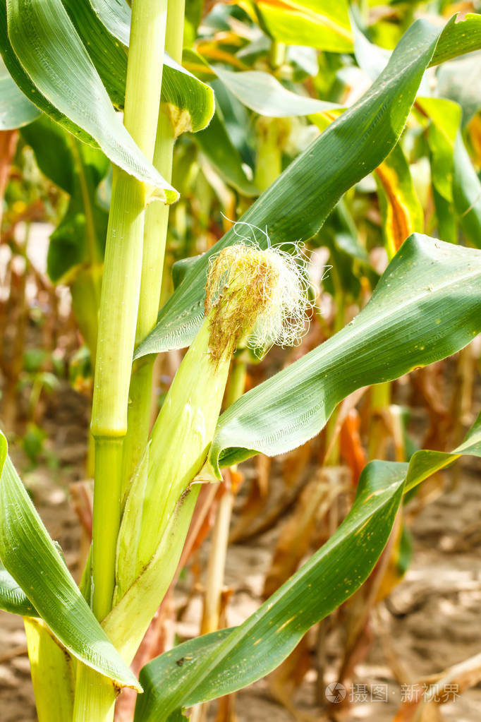 茎上的小玉米棒