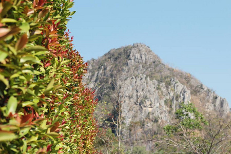 叶子绿色和山在自然