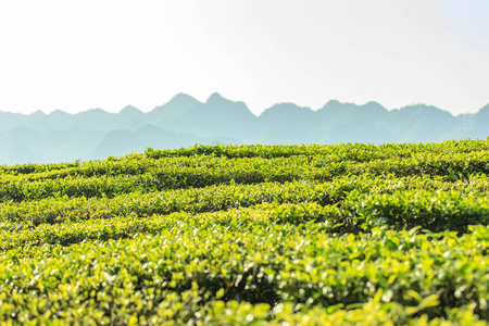 绿茶芽和新鲜叶子。茶叶种植园