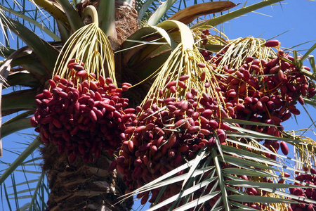 以色列水果图片