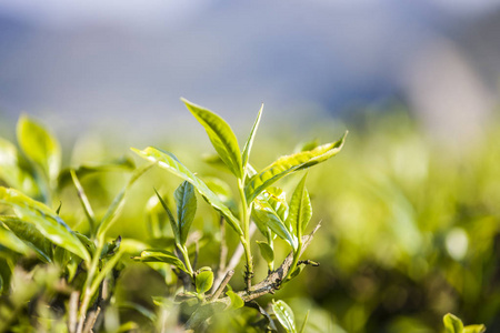 新鲜绿茶叶绿茶芽和新鲜叶子.茶叶种植园照片