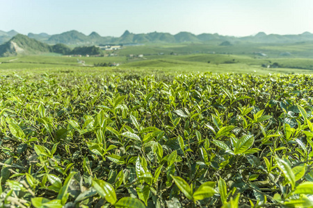 绿茶芽和新鲜叶子。茶叶种植园