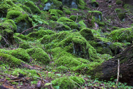 枞树树林森林绿色苔藓植被