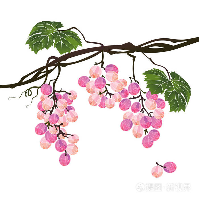 程式化的多边形分支玫瑰葡萄在白色背景上