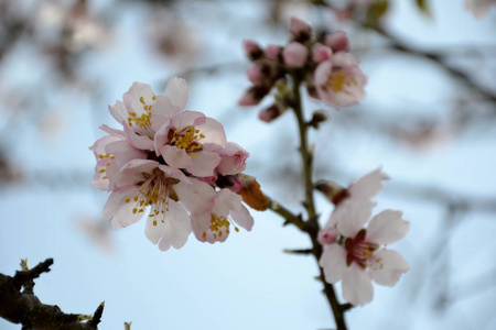 详细信息的杏仁树的花朵