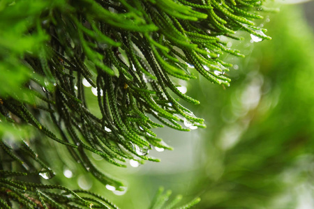 自然背景与针叶树的树枝。雨滴落在针上