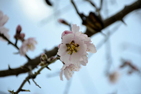 详细信息的杏仁树的花朵