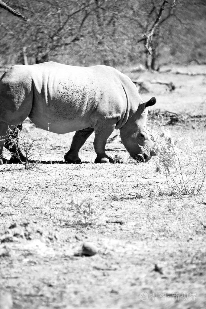 在南非野生动物保护区和犀牛