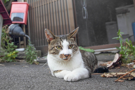 日本的流浪猫