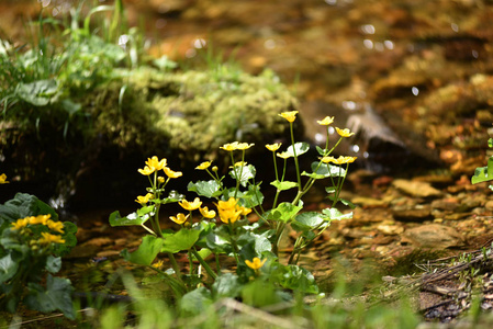 生活在水边的黄色野花