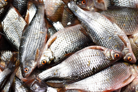 未煮过多拉多鲜鱼或海鲷食材烹饪在黑暗的背景下,顶