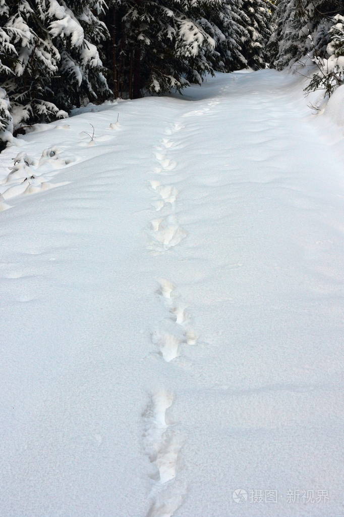 在大雪中的野狼足迹