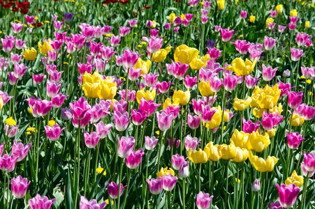 百合科的一种球茎春花植物,有大胆的彩色杯状花. 花卉郁金香背景.