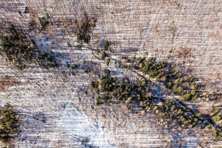 冬季森林的鸟瞰图