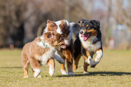 澳大利亚牧羊犬在草地上运行