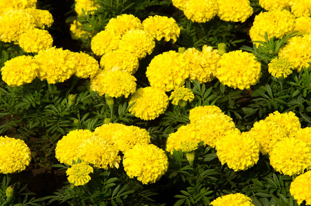 雏菊科的一种植物,通常有黄色,橙色或铜褐色的花,被广泛栽培为观赏