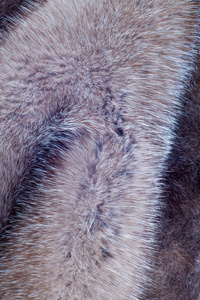貂皮毛皮纹理。 在工作室拍摄的貂皮大衣
