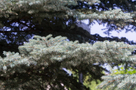蓝云杉。北美云杉与尖锐 激烈的蓝色格力