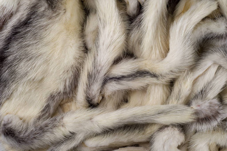 水貂的尾巴照片