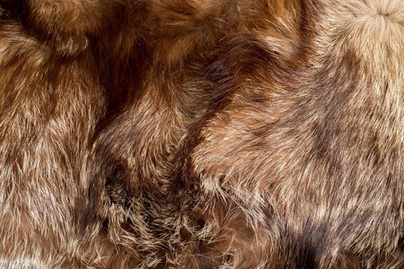 毛皮。 动物的外套。 动物的皮毛。 纹理背景。 狐狸毛