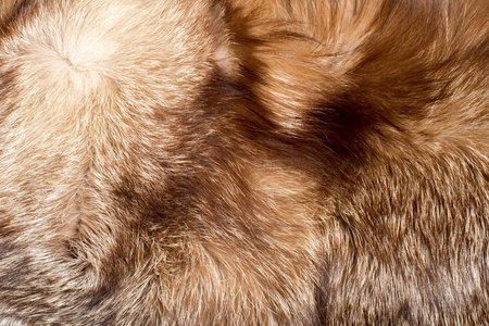 毛皮。 动物的外套。 动物的皮毛。 纹理背景。 狐狸毛