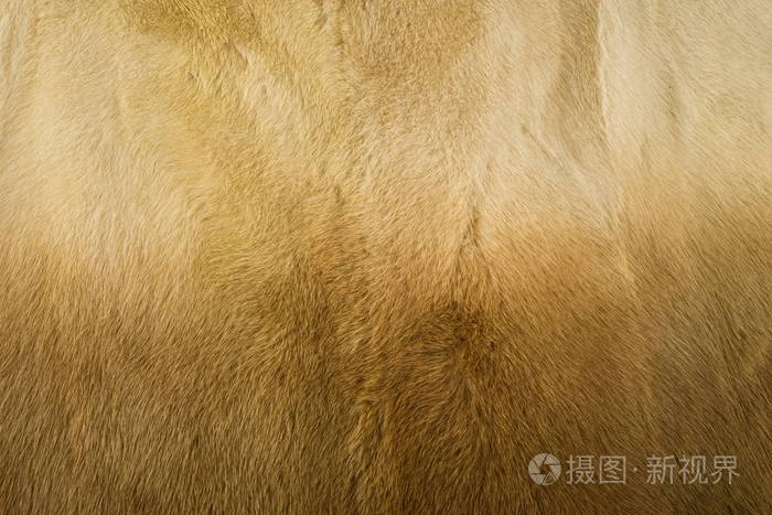  哪些品牌在用动物皮毛_哪些品牌在用动物皮毛制造(一周推荐)