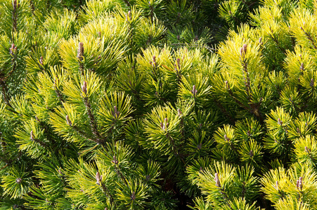 松树林绿.山松青翠枝.山松自然特写.亮绿色矮松.照片