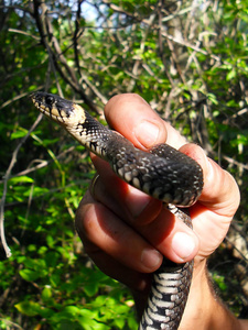 一只手里普通的特写蛇靠近水库。