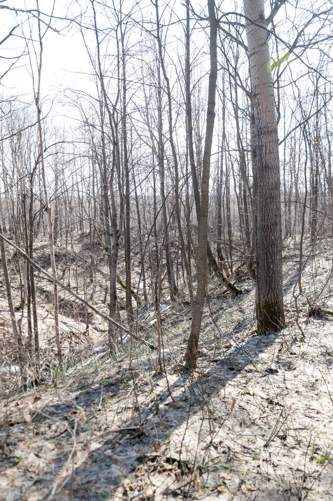 森林春天,树光秃秃的,雪下来了.大自然从冬天的睡眠中苏醒过来.照片-
