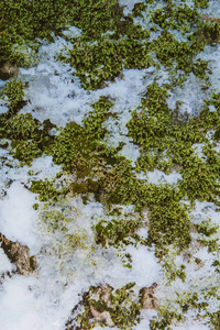 苔藓绿色背景雪图片