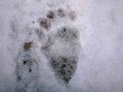 熊在雪中的足迹