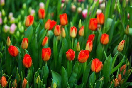 很多美丽的五彩郁金香生长在一个领域，在花园里，在温室，红色，黄色，紫色，橙色，粉红色 tulups，春天，批次的郁金香，花概念