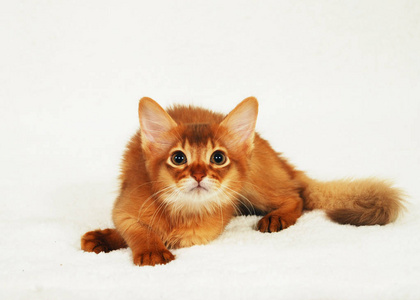 红色的小猫索马里肖像