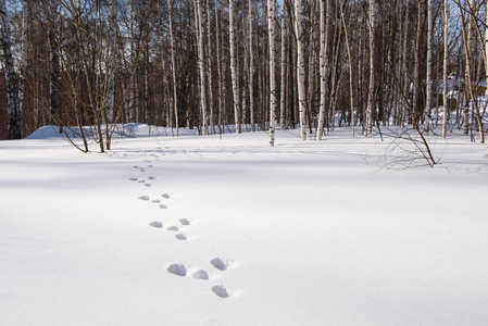 一只野兔在雪地上的痕迹照片