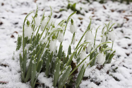 春天的雪花与雪在森林里