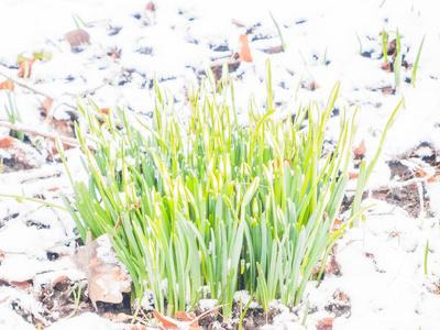 花园里的第一春雪莲花