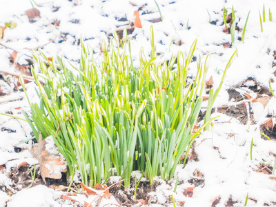 花园里的第一春雪莲花图片